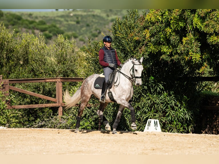 Lusitanos Caballo castrado 6 años 162 cm Tordo ruano in Montecorto