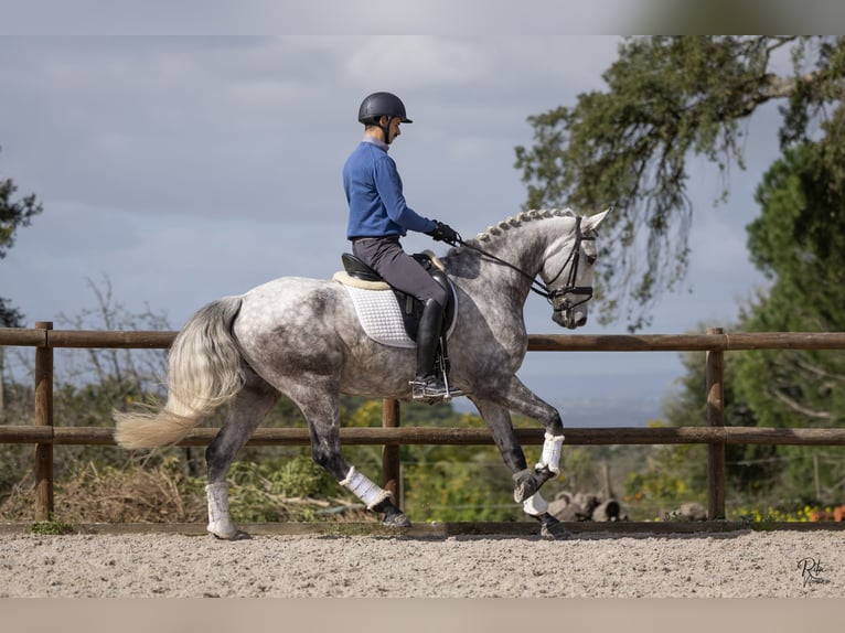 Lusitanos Caballo castrado 6 años 163 cm Tordo rodado in Lagualva de Cima