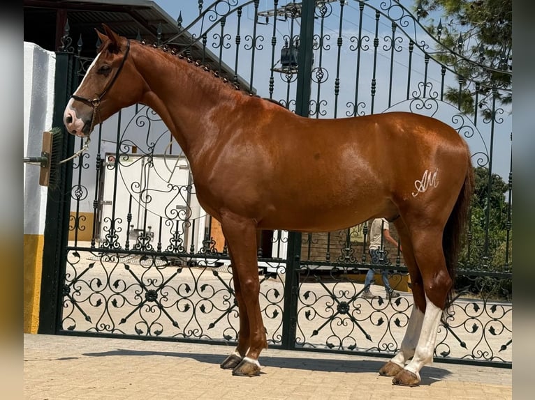 Lusitanos Caballo castrado 6 años 164 cm Alazán in Valencia