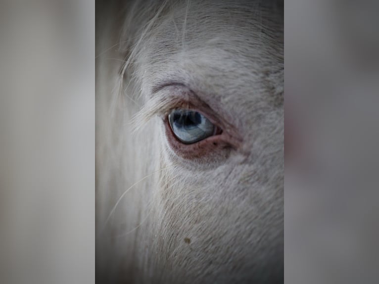 Lusitanos Caballo castrado 6 años 164 cm Cremello in Gößweinstein