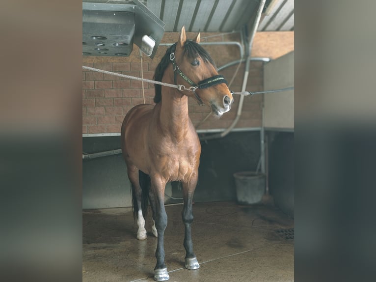 Lusitanos Caballo castrado 6 años 165 cm Castaño in Colmar