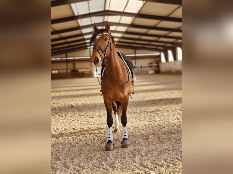 Lusitanos Caballo castrado 6 años 165 cm Castaño in Colmar