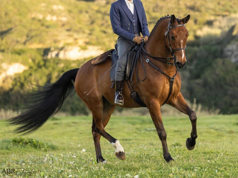 Lusitanos Caballo castrado 6 años 165 cm Castaño in Navas Del Madroño