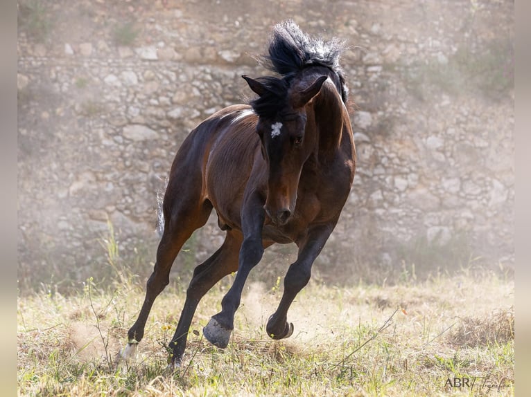 Lusitanos Caballo castrado 6 años 165 cm Castaño in Lisboa