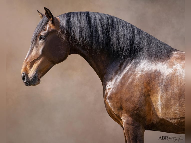 Lusitanos Caballo castrado 6 años 165 cm Castaño in Lisboa