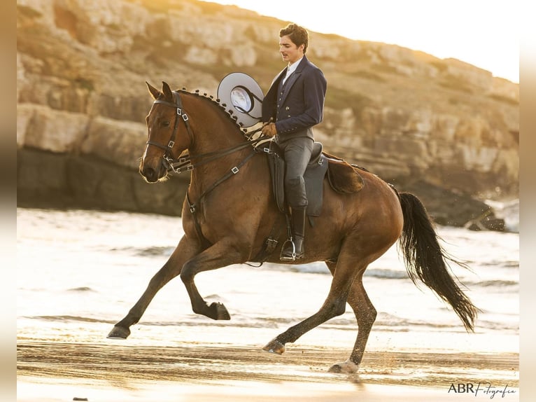 Lusitanos Mestizo Caballo castrado 6 años 165 cm Castaño in Ermelo