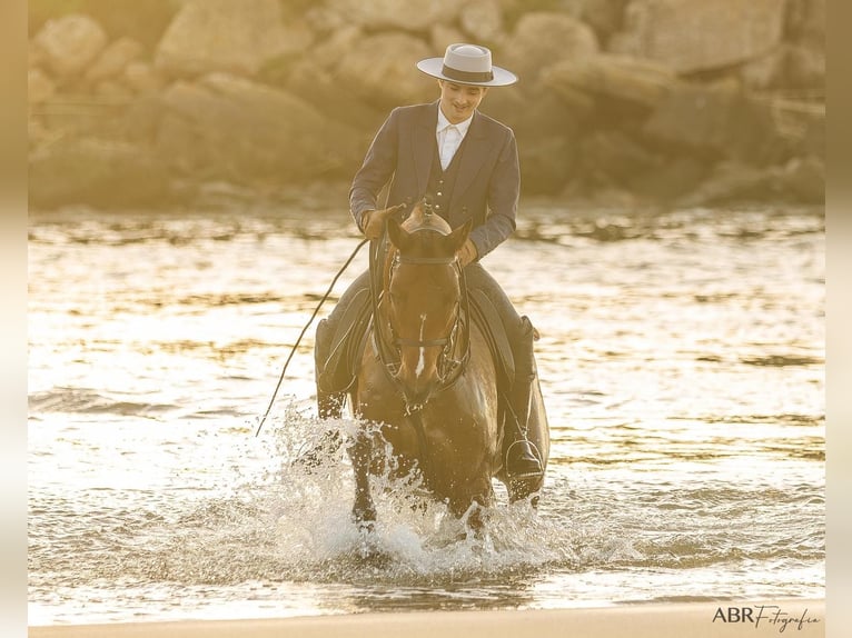 Lusitanos Mestizo Caballo castrado 6 años 165 cm Castaño in Ermelo