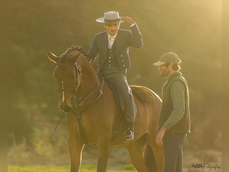Lusitanos Mestizo Caballo castrado 6 años 165 cm Castaño in Ermelo