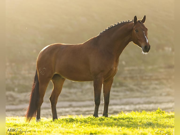 Lusitanos Mestizo Caballo castrado 6 años 165 cm Castaño in Ermelo