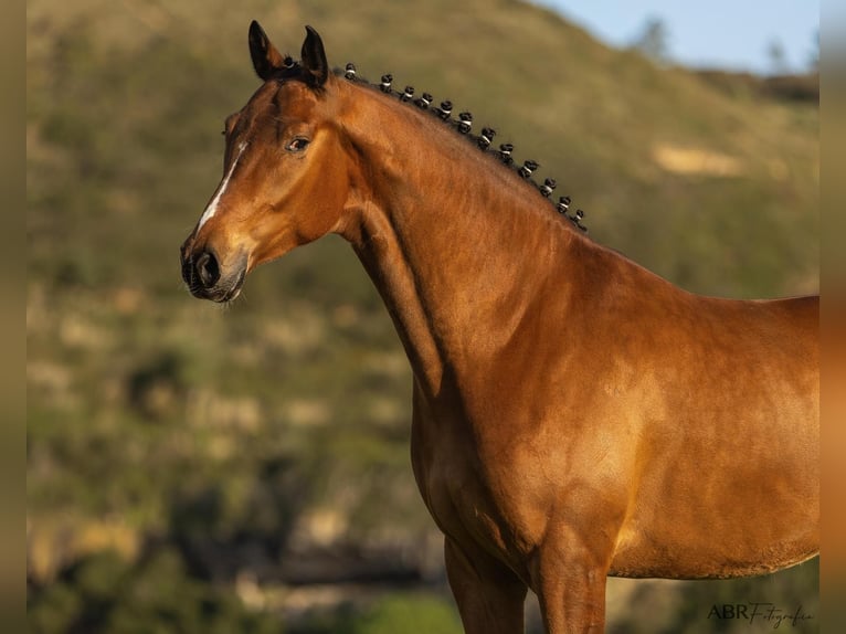 Lusitanos Mestizo Caballo castrado 6 años 165 cm Castaño in Ermelo