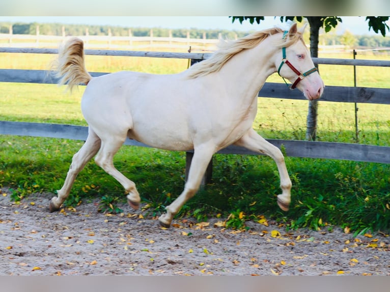 Lusitanos Mestizo Caballo castrado 6 años 165 cm Cremello in Belgern-Schildau
