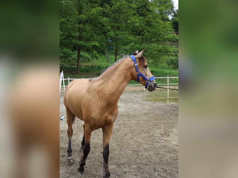 Lusitanos Caballo castrado 6 años 165 cm in Varese
