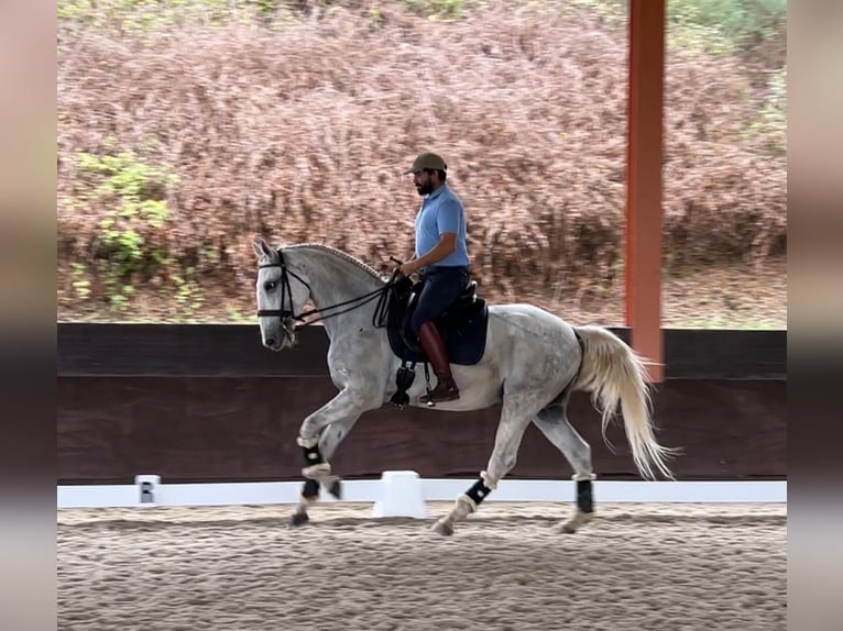 Lusitanos Caballo castrado 6 años 165 cm Tordo in Caldas da Rainha