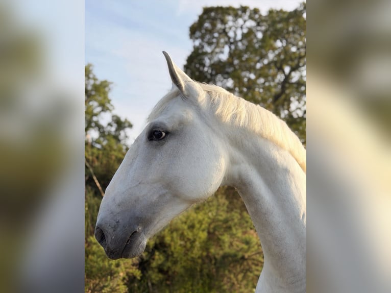 Lusitanos Caballo castrado 6 años 165 cm Tordo in Caldas da Rainha