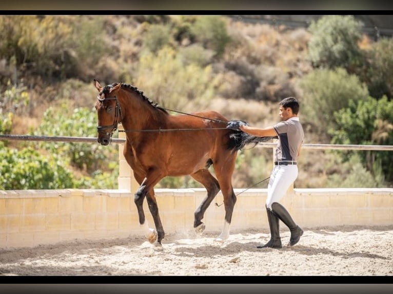 Lusitanos Caballo castrado 6 años 166 cm Alazán in Rinc&#xF3;n de la Victoria