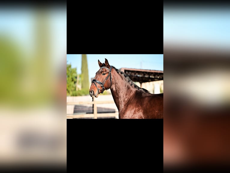 Lusitanos Caballo castrado 6 años 166 cm Alazán in Rinc&#xF3;n de la Victoria