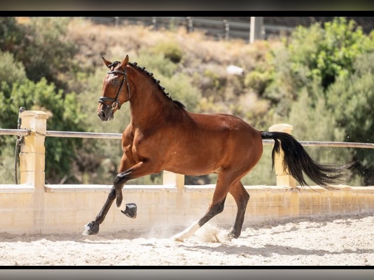Lusitanos Caballo castrado 6 años 166 cm Alazán in Rinc&#xF3;n de la Victoria