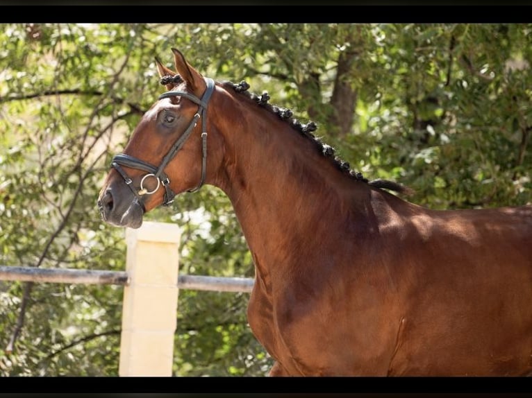 Lusitanos Caballo castrado 6 años 166 cm Alazán in Rinc&#xF3;n de la Victoria