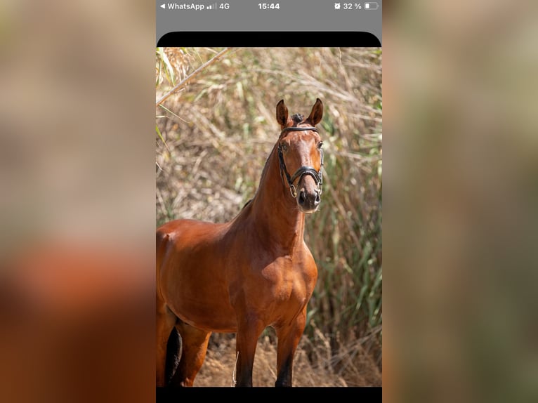 Lusitanos Caballo castrado 6 años 166 cm Alazán in Rinc&#xF3;n de la Victoria