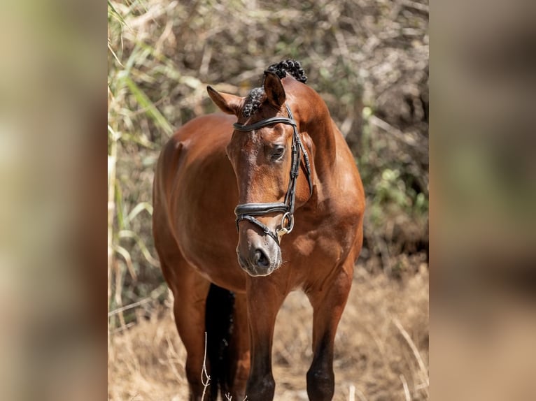Lusitanos Caballo castrado 6 años 166 cm Alazán in Rinc&#xF3;n de la Victoria