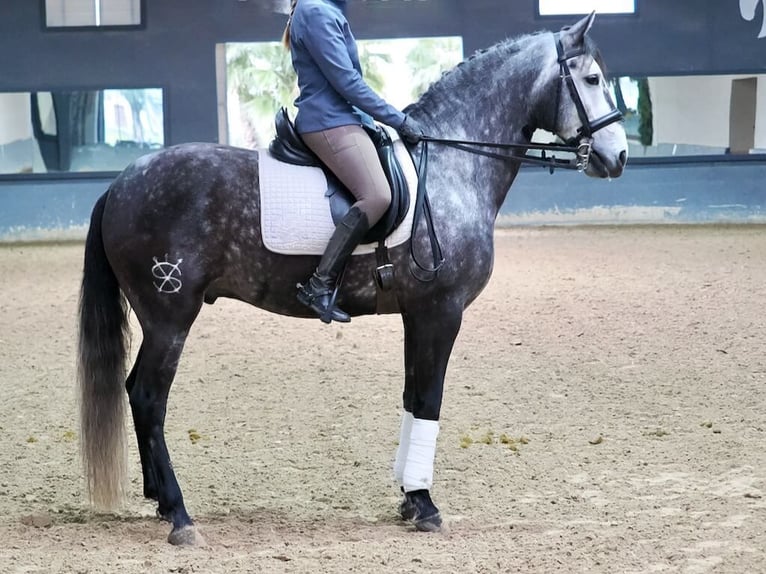 Lusitanos Caballo castrado 6 años 166 cm Tordo in Navas Del Madro&#xF1;o