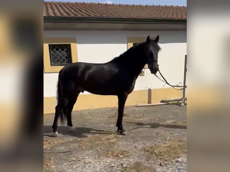 Lusitanos Caballo castrado 6 años 167 cm Negro in TROFA