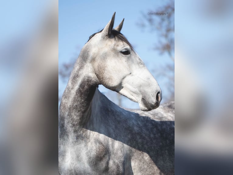 Lusitanos Caballo castrado 6 años 167 cm Tordo in Blaricum