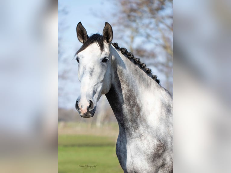 Lusitanos Caballo castrado 6 años 167 cm Tordo in Blaricum