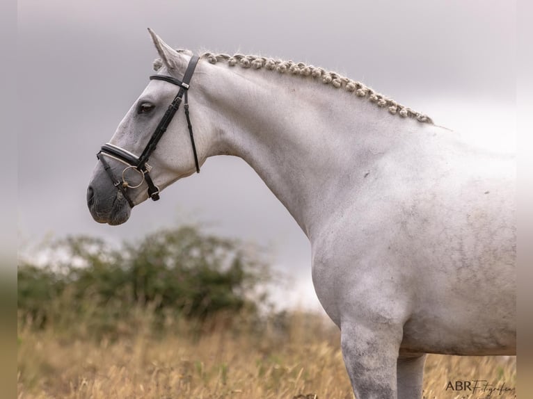 Lusitanos Caballo castrado 6 años 167 cm Tordo rodado in Ermelo