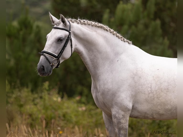 Lusitanos Caballo castrado 6 años 167 cm Tordo rodado in Ermelo