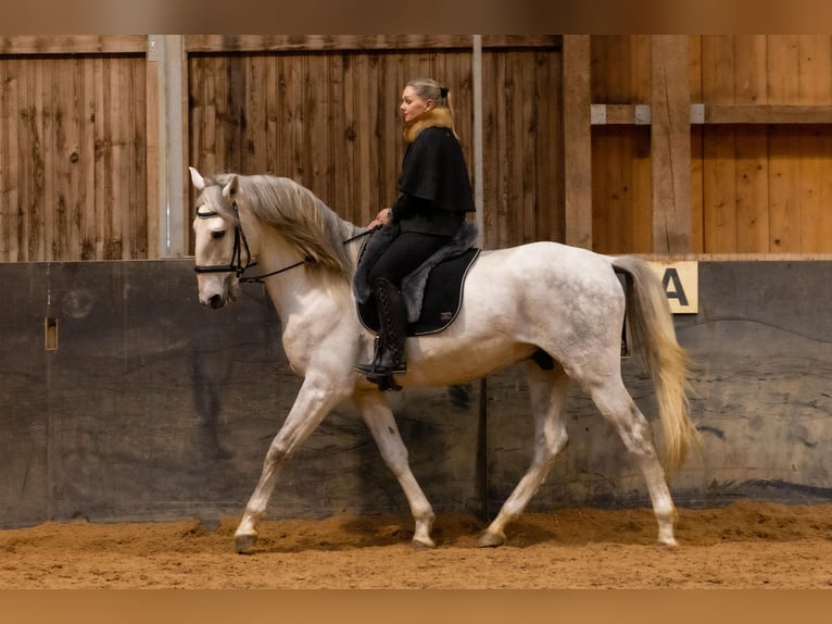 Lusitanos Caballo castrado 6 años 168 cm Tordo in Augsburg