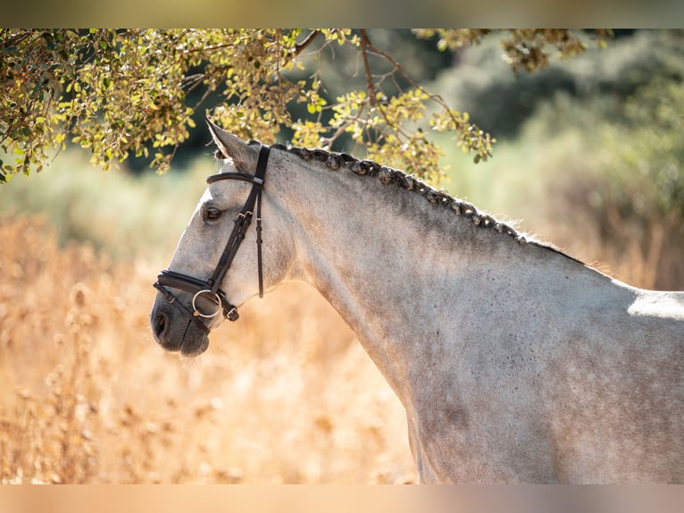 Lusitanos Caballo castrado 6 años 168 cm Tordo rodado in Montecorto, Provinz Malaga