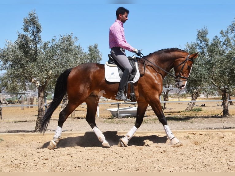 Lusitanos Caballo castrado 6 años 170 cm Castaño in Provinz Granada