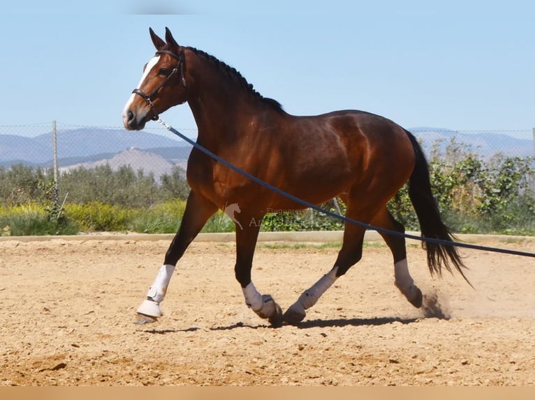 Lusitanos Caballo castrado 6 años 170 cm Castaño in Provinz Granada