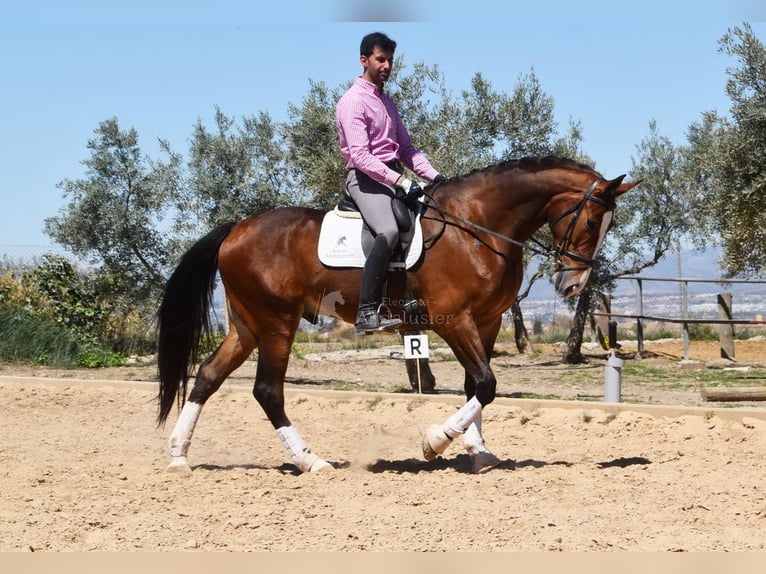 Lusitanos Caballo castrado 6 años 170 cm Castaño in Provinz Granada