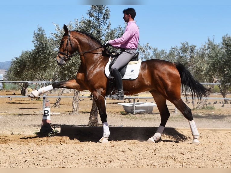 Lusitanos Caballo castrado 6 años 170 cm Castaño in Provinz Granada