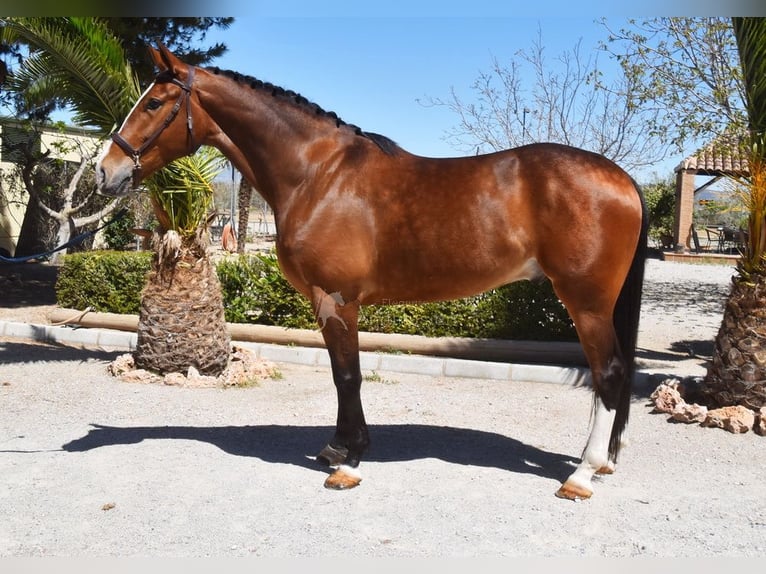 Lusitanos Caballo castrado 6 años 170 cm Castaño in Provinz Granada