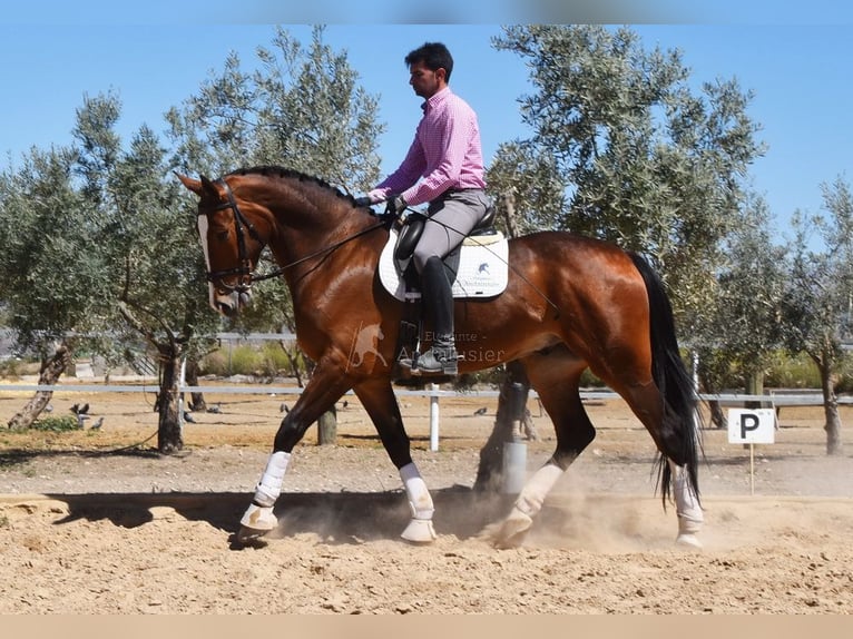 Lusitanos Caballo castrado 6 años 170 cm Castaño in Provinz Granada