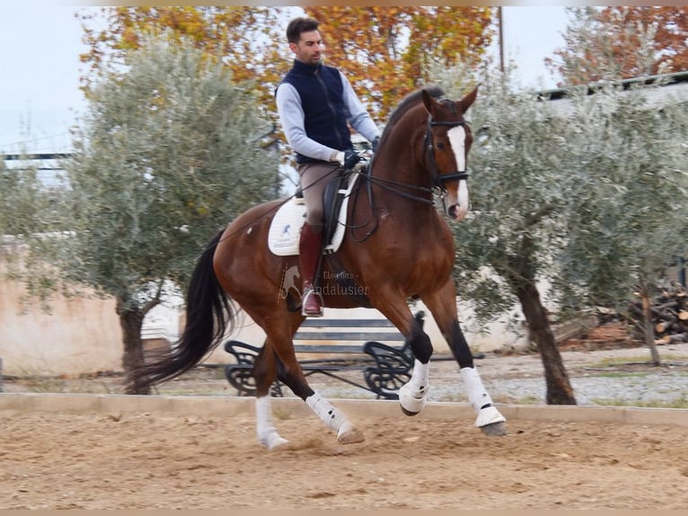 Lusitanos Caballo castrado 6 años 170 cm Castaño in Provinz Granada