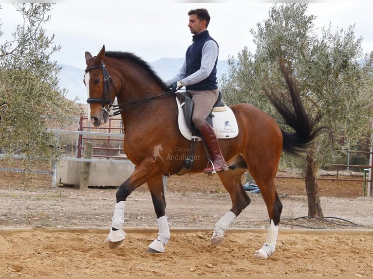 Lusitanos Caballo castrado 6 años 170 cm Castaño in Provinz Granada