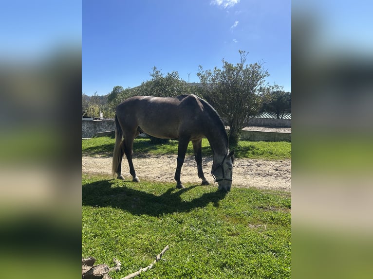 Lusitanos Caballo castrado 6 años 170 cm Tordo ruano in Mafra