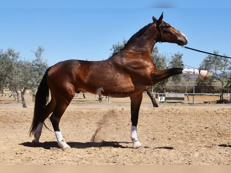 Lusitanos Caballo castrado 6 años 172 cm Castaño in Provinz Granada