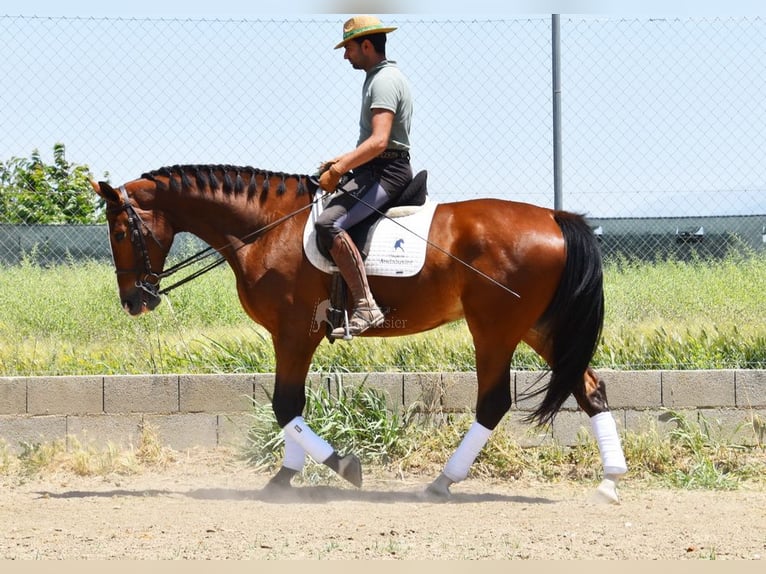 Lusitanos Caballo castrado 6 años 172 cm Castaño in Provinz Granada