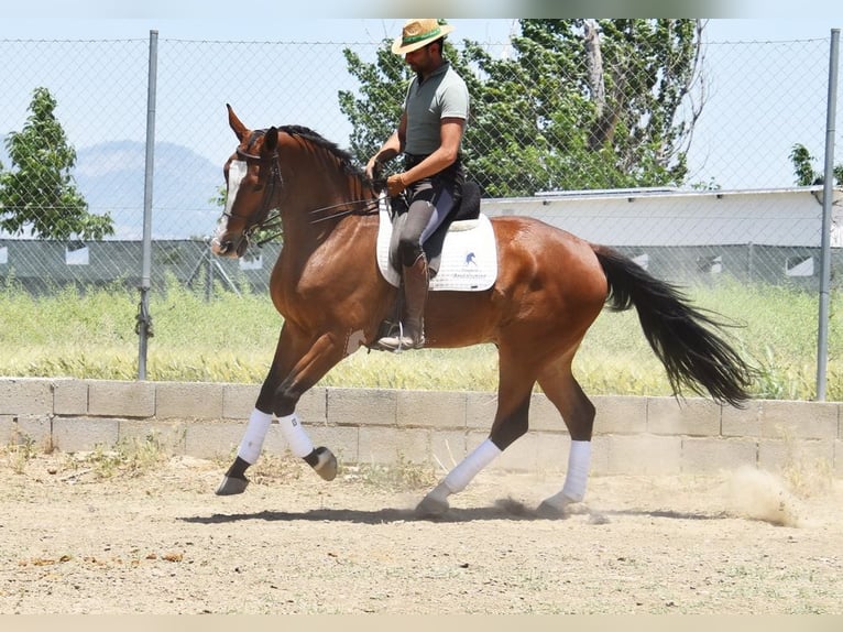 Lusitanos Caballo castrado 6 años 172 cm Castaño in Provinz Granada