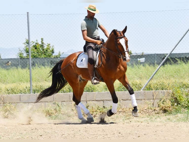Lusitanos Caballo castrado 6 años 172 cm Castaño in Provinz Granada