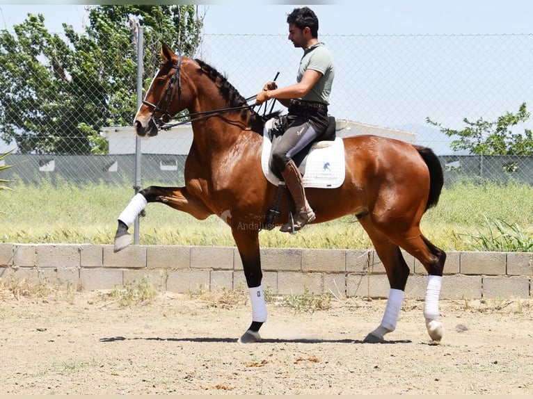 Lusitanos Caballo castrado 6 años 172 cm Castaño in Provinz Granada