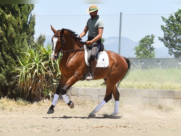 Lusitanos Caballo castrado 6 años 172 cm Castaño in Provinz Granada