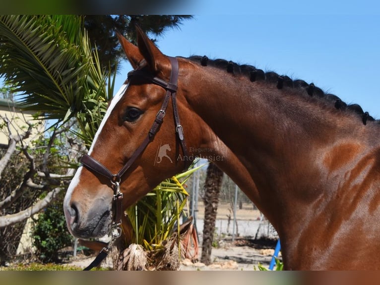 Lusitanos Caballo castrado 6 años 172 cm Castaño in Provinz Granada