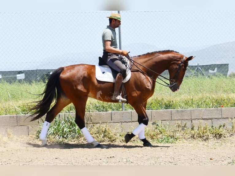 Lusitanos Caballo castrado 6 años 172 cm Castaño in Provinz Granada