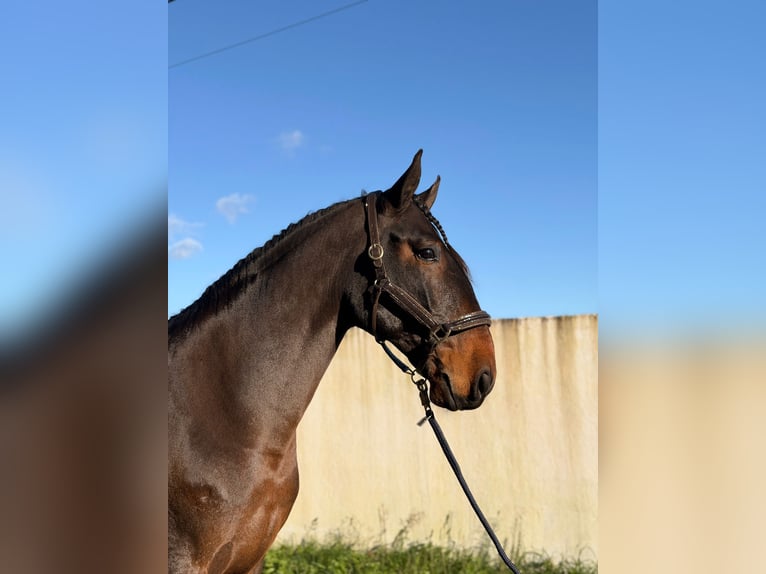 Lusitanos Caballo castrado 6 años 172 cm Castaño in Caldas da Rainha